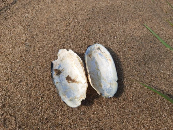 Unio Pictorum Shell Unio Pictorum Ola Cozza Del Pittore Una — Foto Stock