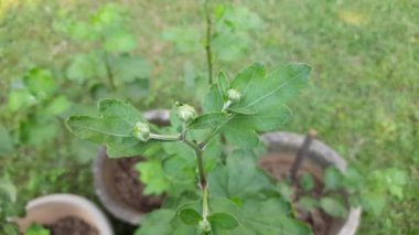 Krizantem çiçekleri sonbahar bahçesinde tomurcuklanır. Kasımpatı çiçekleri açıyor. Kasımpatılar bazen mumya krizleri olarak adlandırılır, ailede kasımpatı türünün bitkileri çiçek açar.. 