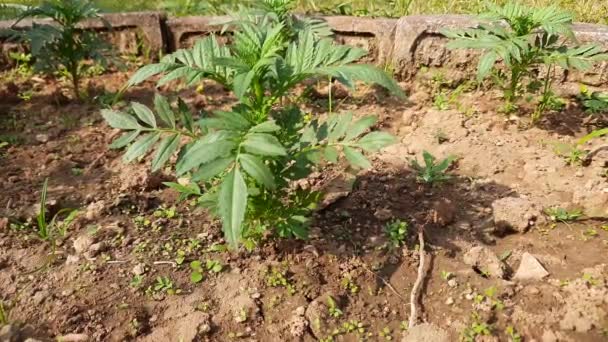 Zdravá Rostlina Marigold Květin Tagetes Zahradě Detailní Záběr Květina Měsíčníku — Stock video