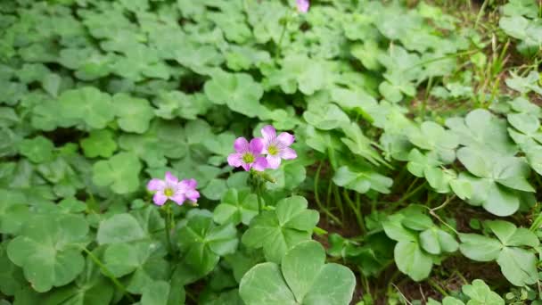 Houtzuring Bloemen Roze Bloemen Van Oxalis Articulata Het Een Aperennial — Stockvideo