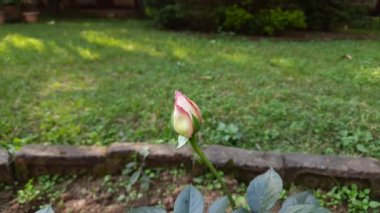 Bahçedeki gül goncası. Dekoratif gül yakın çekim. İngiliz çay gülleri. Parktaki gülleri yakın plan çek. Güller, bitki ve doğa konsepti. Satılık İngiliz Çay Gülleri fidanı. Gül çiçeği tomurcuğu.