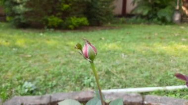 Bahçedeki gül goncası. Dekoratif gül yakın çekim. İngiliz çay gülleri. Parktaki gülleri yakın plan çek. Güller, bitki ve doğa konsepti. Satılık İngiliz Çay Gülleri fidanı. Gül çiçeği tomurcuğu.