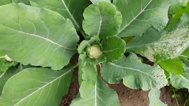 Cauliflower One Several Vegetables Species Genus Brassica Which Brassicaceae Family — Stock Video