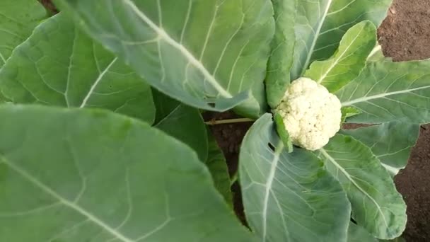 Coliflor Una Las Varias Hortalizas Especie Del Género Brassica Que — Vídeo de stock