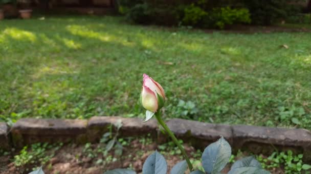 Rose Bourgeon Dans Jardin Rose Décorative Près Roses Thé Anglais — Video
