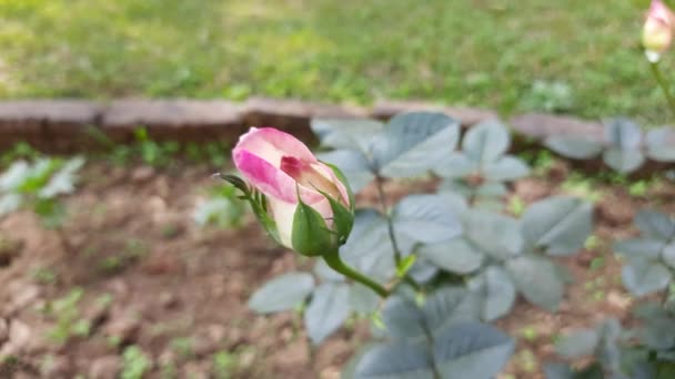 Bocciolo Rosa Giardino Rosa Decorativa Vicino Rose Inglese Primo Piano — Video Stock