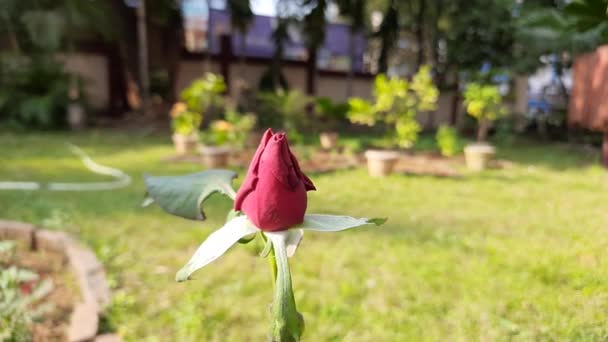 Rose Bud Garden Decorative Rose Close English Tea Roses Close — Video Stock