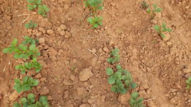 Sebze bahçesinde patates. Solanum tüberozum bitkisinin nişastası. Genç patates bitkisinin yeşil sağlıklı yaprakları. Epitotatois Amerika 'nın bitki örtüsüdür..