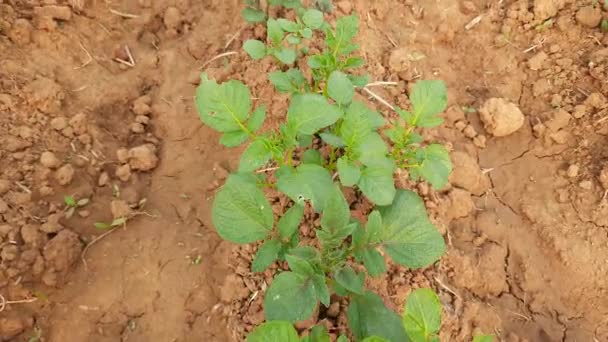 Burgonyanövény Zöldségkertben Solanum Tuberosum Keményítője Zöld Egészséges Levelek Fiatal Burgonyanövényből — Stock videók