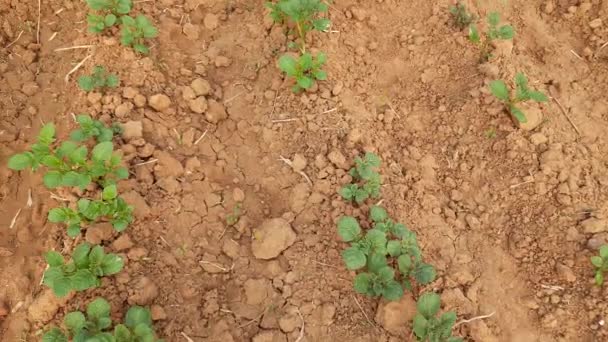 Planta Batata Horta Tubérculo Estrelado Plantasolanum Tuberosum Folhas Verdes Saudáveis — Vídeo de Stock