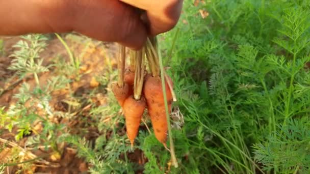 Granjero Cosechando Zanahoria Zanahoria Vegetal Otro Nombre Daucus Carotasubsp Estos — Vídeo de stock