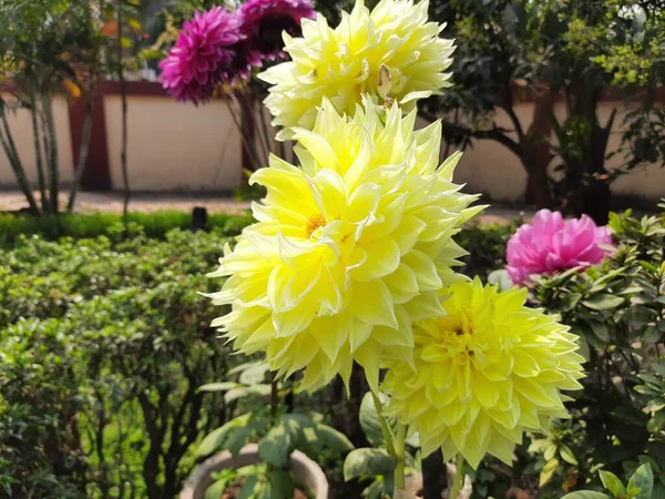 Dahlia Fleurit Dans Jardin Automne Dahliais Agenus Plantes Vivantes Touffues — Photo