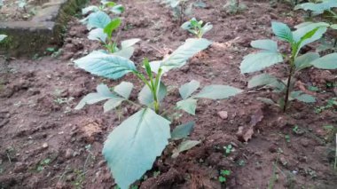 Dalya çiçekleri sonbahar bahçesinde yetişir. Çalı, tüberküloz, bitkisel bitkiler gündemi. Compositae ya da Asteraceae familyasının bir üyesi.. 