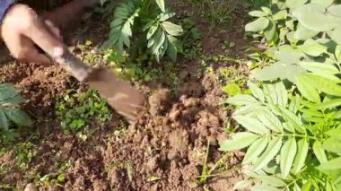 Çiçek bahçesi için tarım aletleri. Bahçıvan elini toprağı kazıyor ve istenmeyen bitkileri bir patatesle ayıklıyor. Bir bahçıvan çiçek açan bitkileriyle ilgilenir ve yabani otları temizler..