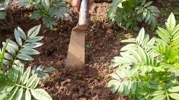 Agriculture Tools Flower Garden Gardener Plouging Soil His Hand Weeding — Stock Video