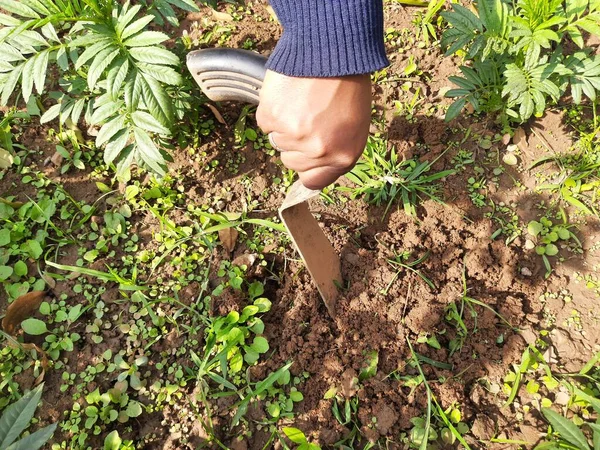 花卉园的农具 园丁用手犁土 用铲子把不受欢迎的植物铲去 园丁照料他开花的植物 — 图库照片