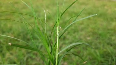 Cynodon Dactylon otu. Diğer isimleri Bermuda, Dhoob, durva, ethana, dubo, köpek dişi, Bahama, şeytan otu, kanepe otu, Indiandoab, arugampul, grama, tel çim.
