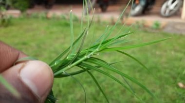 Cynodon dactylon grass. Its  other names Bermuda,Dhoob,durva,ethana ,dubo,dog's tooth ,Bahama ,devil's grass,couch grass,Indiandoab,arugampul,grama,wiregrassandscutch grass.