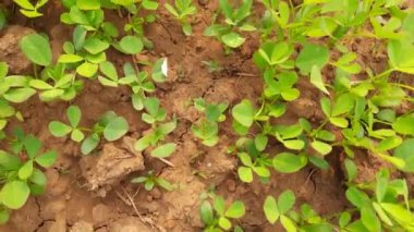 Fenugreek plant in field. Fresh Green Fenugreek Leaves.  It is a most popular Greens and vegetable. Leafy vegetables.