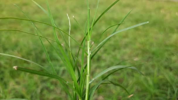 Cynodon Dactylon Grass Its Other Names Bermuda Dhoob Durva Ethana — Wideo stockowe