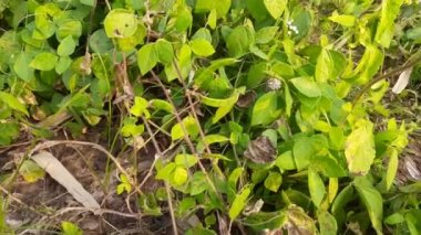 Macrotyloma uniflorum plant. It is a Pulse plant. It is a many names like horse gram, kulthi bean,hurali, Madras gram. traditionalAyurvediccuisine. Pulse farming in India.