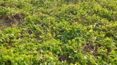 Macrotyloma uniflorum plant. It is a Pulse plant. It is a many names like horse gram, kulthi bean,hurali, Madras gram. traditionalAyurvediccuisine. Pulse farming in India.