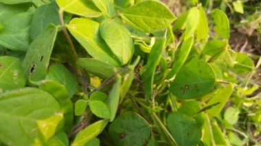 Macrotyloma uniflorum plant. It is a Pulse plant. It is a many names like horse gram, kulthi bean,hurali, Madras gram. traditionalAyurvediccuisine. Pulse farming in India.