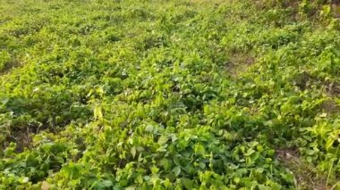 Macrotyloma uniflorum plant. It is a Pulse plant. It is a many names like horse gram, kulthi bean,hurali, Madras gram. traditionalAyurvediccuisine. Pulse farming in India.
