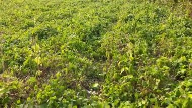 Macrotyloma uniflorum plant. It is a Pulse plant. It is a many names like horse gram, kulthi bean,hurali, Madras gram. traditionalAyurvediccuisine. Pulse farming in India.