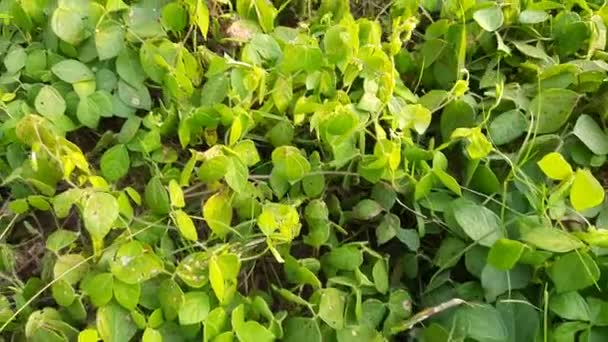 Macrotyloma Uniflorum Plant Pulse Plant Many Names Horse Gram Kulthi — Stok Video