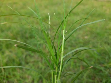 Cynodon Dactylon otu. Diğer isimleri Bermuda, Dhoob, durva, ethana, dubo, köpek dişi, Bahama, şeytan otu, kanepe otu, Indiandoab, arugampul, grama, tel çim.