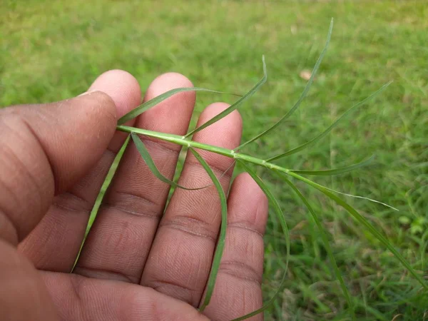 Cynodon dactylon grass. Its  other names Bermuda,Dhoob,durva,ethana ,dubo,dog's tooth ,Bahama ,devil's grass,couch grass,Indiandoab,arugampul,grama,wiregrassandscutch grass.
