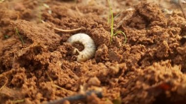 Larva of Japanese rhinoceros beetle. Rhinoceros beetle larva at pupal stage. Japanese rhinoceros beetle in the field. 