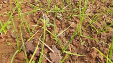 Sebze bahçesinde sarımsak bitkisi. Sahada yeşil sarımsak yaprakları. Sarımsak (Allium sativum), soğan cinsi Allium 'da yaşayan bir tür. Gıda tatlandırıcı ve geleneksel bir ilaç olarak kullanılıyor.. 