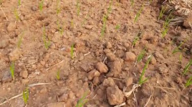 Sebze bahçesinde sarımsak bitkisi. Sahada yeşil sarımsak yaprakları. Sarımsak (Allium sativum), soğan cinsi Allium 'da yaşayan bir tür. Gıda tatlandırıcı ve geleneksel bir ilaç olarak kullanılıyor.. 