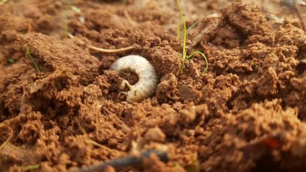 日本のサイの幼虫です 成虫期には幼虫がいます フィールド内の日本のサイ甲虫 — ストック動画