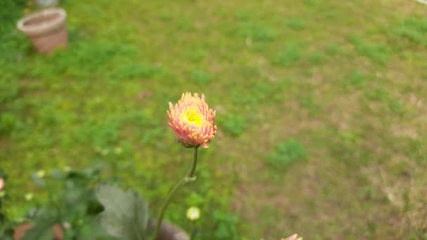 Хризантеми Квіткові Бруньки Осінньому Саду Цвіте Хризантемами Хризантеми Іноді Називаютьмумоморхризантемами — стокове відео