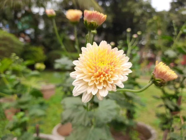 秋の庭で菊の花の芽 菊を咲かせます 菊は時にはミイラSorchysanthsと呼ばれます Thegenuschryzumin Thefamilyのエリア開花植物 — ストック写真