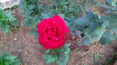 Red rose in garden. red rose close up. English Tea Red roses. Close up shot of red roses on park. Red roses, plant and nature concept. English Tea roses bush seedling for sale. Rose flowers buds. 