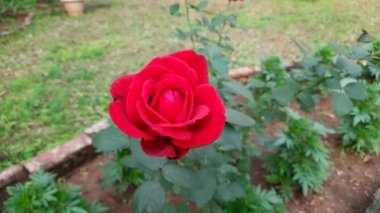 Red rose in garden. red rose close up. English Tea Red roses. Close up shot of red roses on park. Red roses, plant and nature concept. English Tea roses bush seedling for sale. Rose flowers buds. 