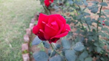 Red rose in garden. red rose close up. English Tea Red roses. Close up shot of red roses on park. Red roses, plant and nature concept. English Tea roses bush seedling for sale. Rose flowers buds. 