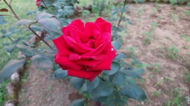 Red rose in garden. red rose close up. English Tea Red roses. Close up shot of red roses on park. Red roses, plant and nature concept. English Tea roses bush seedling for sale. Rose flowers buds. 