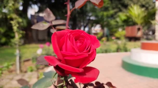 Red Rose Garden Red Rose Close English Tea Red Roses — Vídeo de Stock