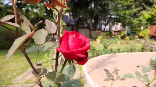 Red Rose Garden Red Rose Close English Tea Red Roses — Stok video