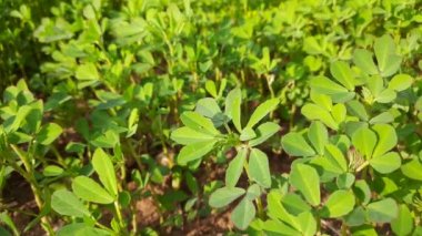 Fenugreek plant in field. Fresh Green Fenugreek Leaves.  It is a most popular Greens and vegetable. Leafy vegetables.