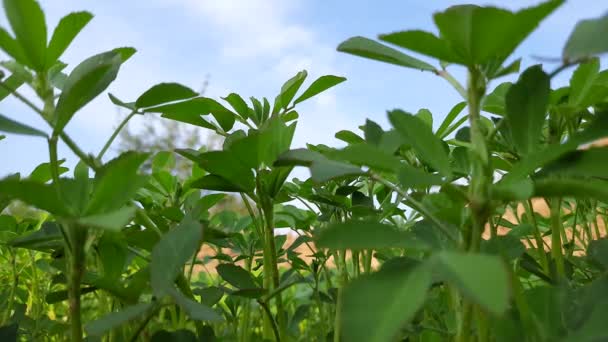 Fenugreek Plant Field Fresh Green Fenugreek Leaves Most Popular Greens — Video Stock