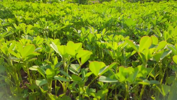 Fenugreek Plant Field Fresh Green Fenugreek Leaves Most Popular Greens — Vídeo de Stock