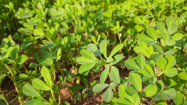 Fenugreek Plant Field Fresh Green Fenugreek Leaves Most Popular Greens — Stok Video