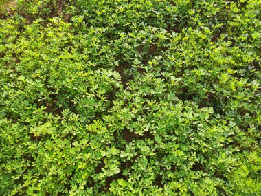 Fenugreek plant in vegetable  garden. Fresh Green Fenugreek Leaves.  It is a most popular Greens and vegetable. 