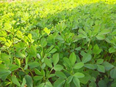 Fenugreek plant in vegetable  garden. Fresh Green Fenugreek Leaves.  It is a most popular Greens and vegetable. 